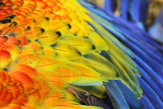 Macaw Wing